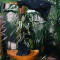 Горшок цветочный urban jungle panther